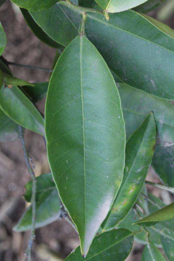           Unifoliolate leaf (Coarse, Riverside, CA)   